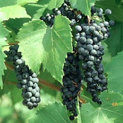 Grape Baco Noir