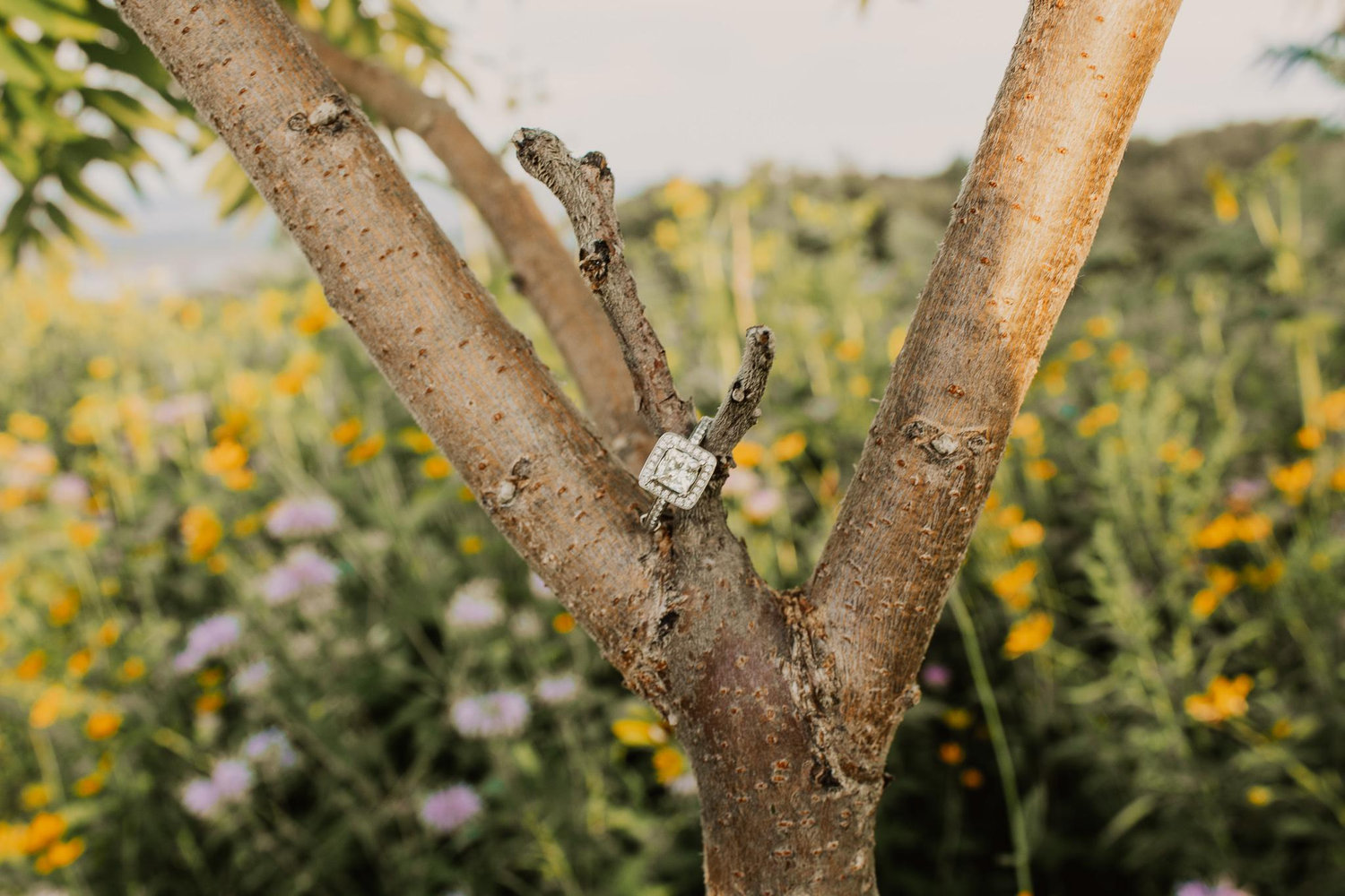 The Wedding Website of Olivia Larson and Seth Maxinoski