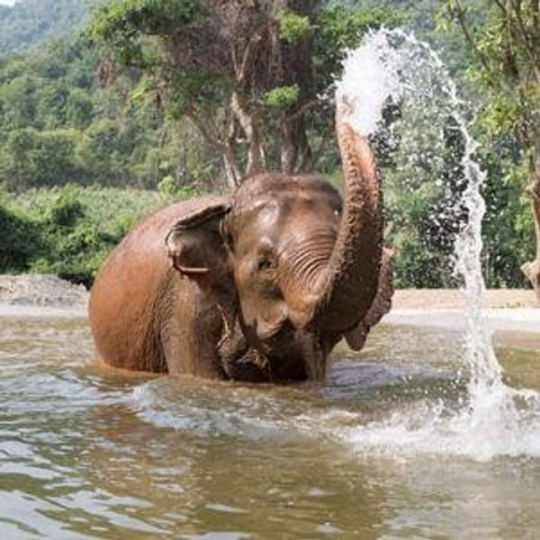 Elephant Sanctuary in Thailand