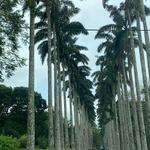 Botanical Gardens Avenue