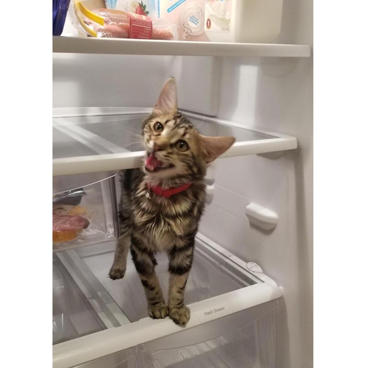 Peppy in the fridge, demanding all the people food.