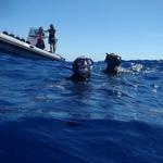 Swimming with Dolphins