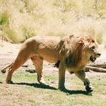 SAN DIEGO ZOO SAFARI PARK