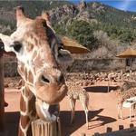 Cheyenne Mountain Zoo