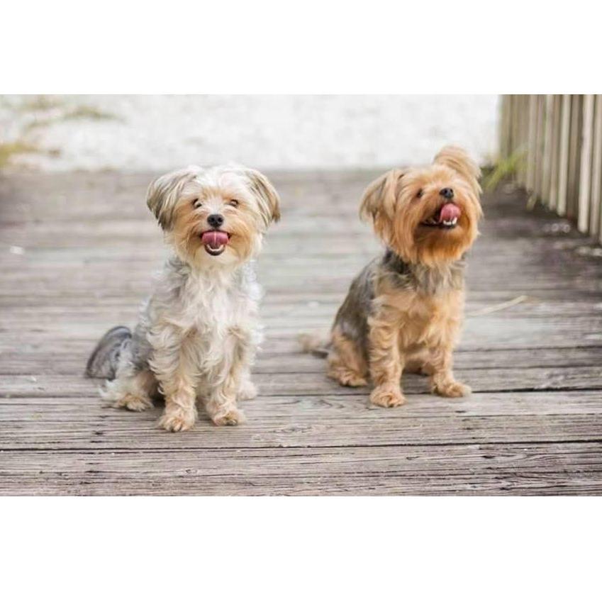 Fur babies!