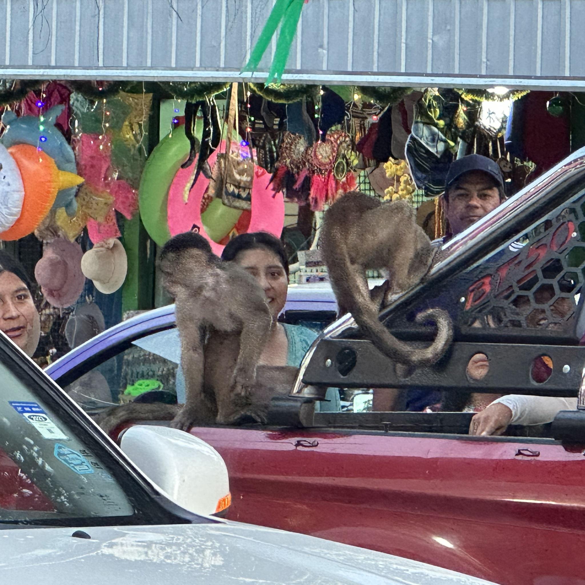 Amazon - Puerto Misahuallí: These little troublemakers roam the streets like they own the town, jumping from roof to roof and stealing the show (and sometimes snacks).