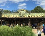 Disney's Animal Kingdom Theme Park