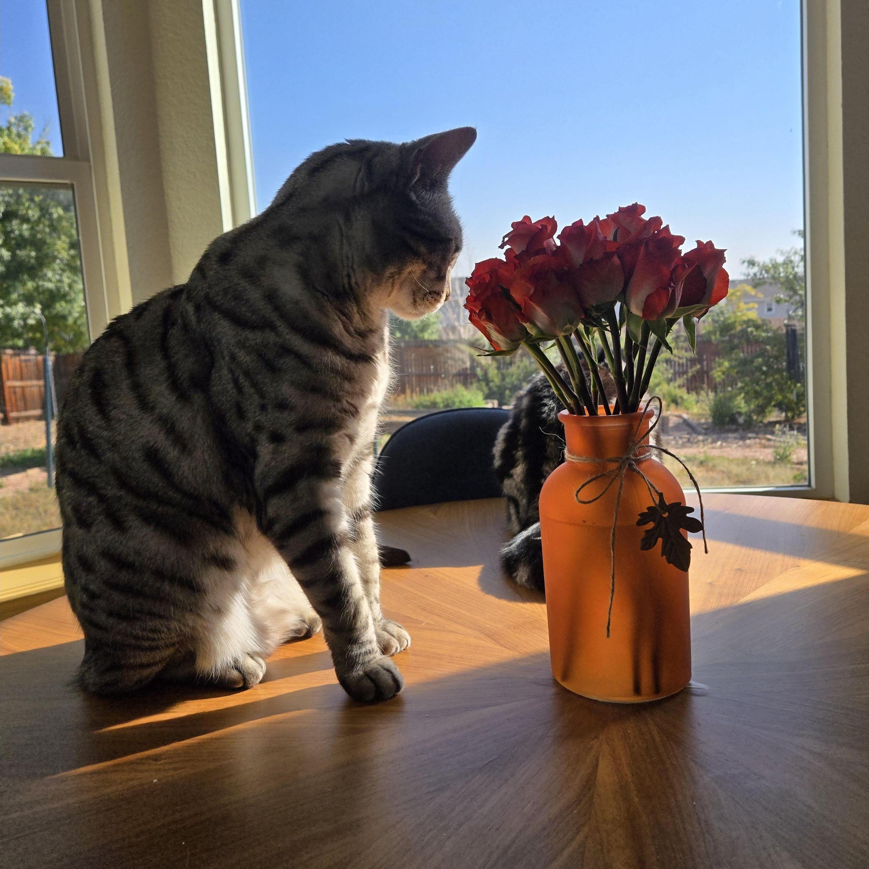 Our baby boy Gigabyte