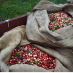 The Cape Farm & Cranberry Company
