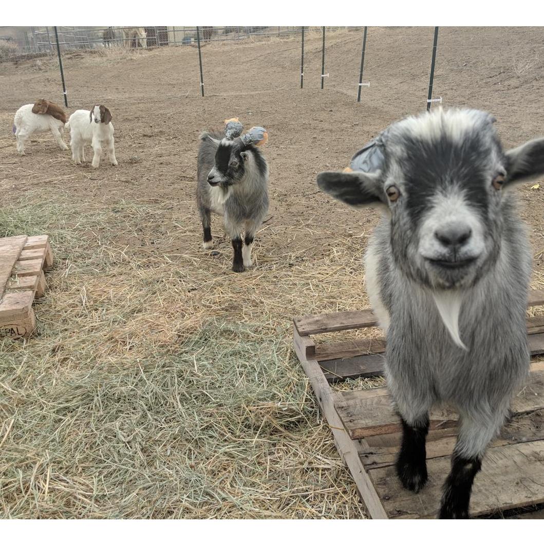 Four of our kids.. from left to right, Boca, Donner, Truckee, & Tahoe.