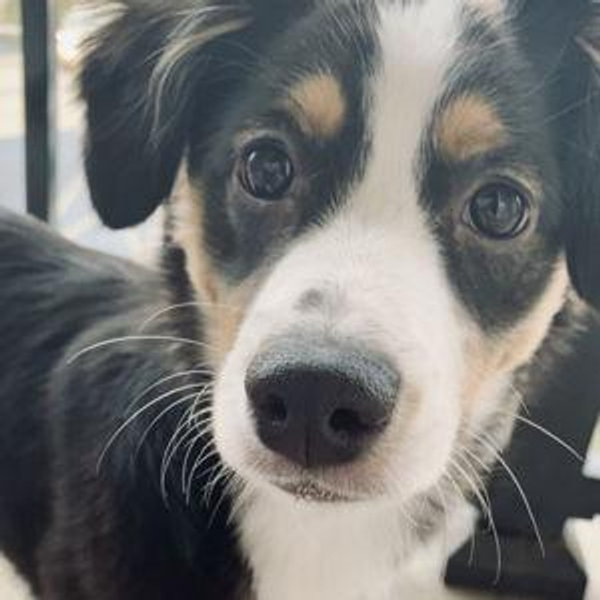 A Year's Supply Of Hadley Treats