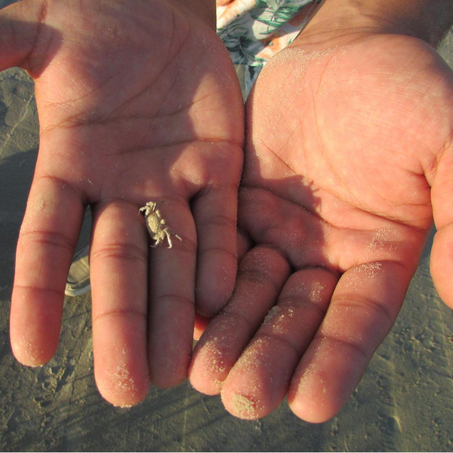 I spotted a baby crab and Bryce caught it for me. :)