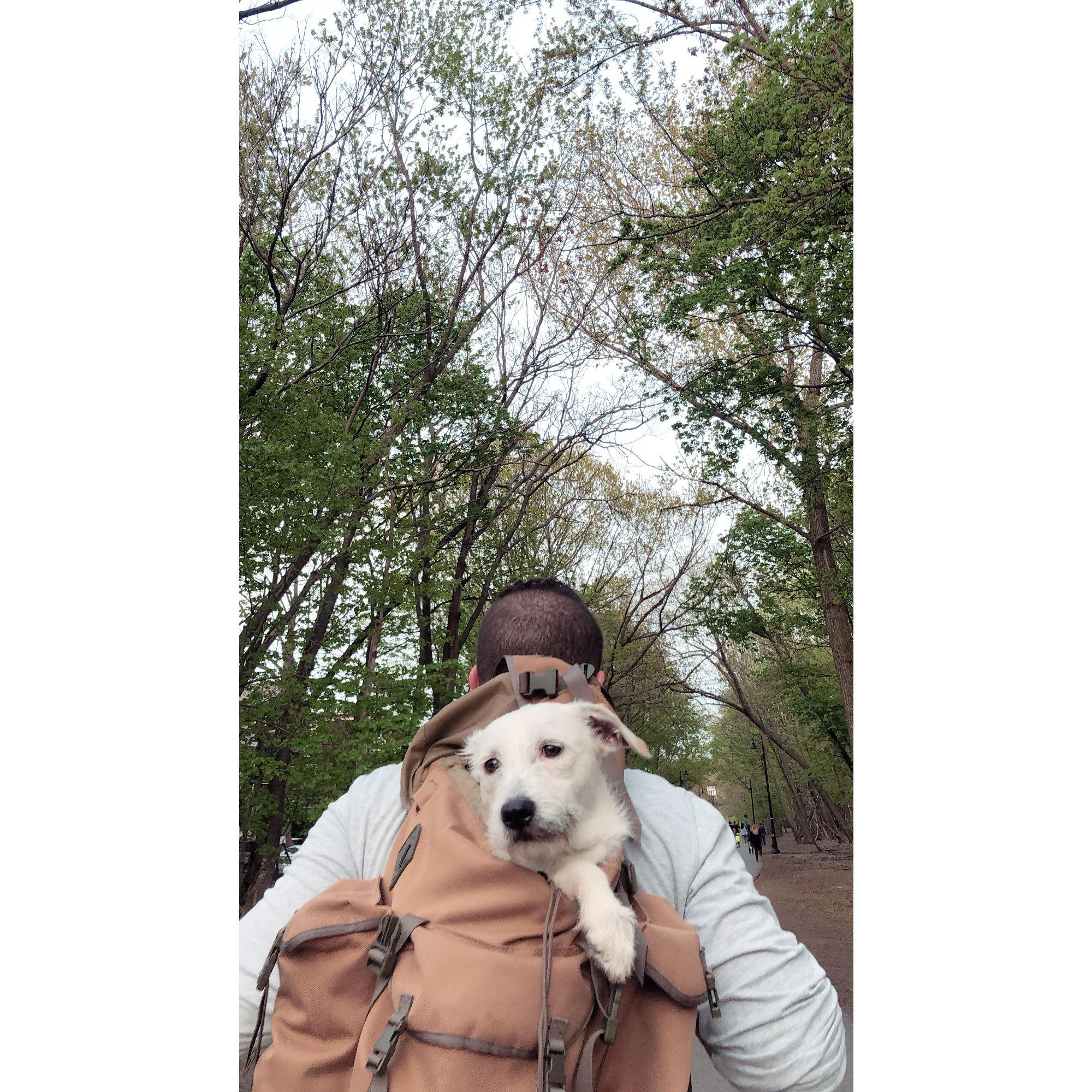 Ghostie loves to be spoiled with Backpack rides around Somerville!