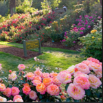 International Rose Test Garden