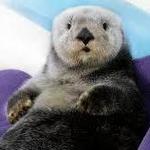 Shedd Aquarium