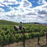 Wine Country Trails by Horseback
