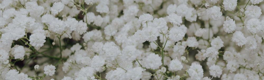 The Wedding Website of Morgan Miller and Peter Spencer