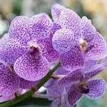 Phantasea Tropical Botanical Garden