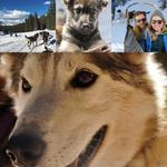 Monarch Dog Sled Rides