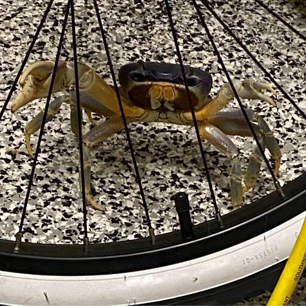 This guy surprised me in Lynn & Steve's garage one evening. He thought he was pretty tough and scary.
