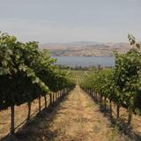 Tsillan Cellars