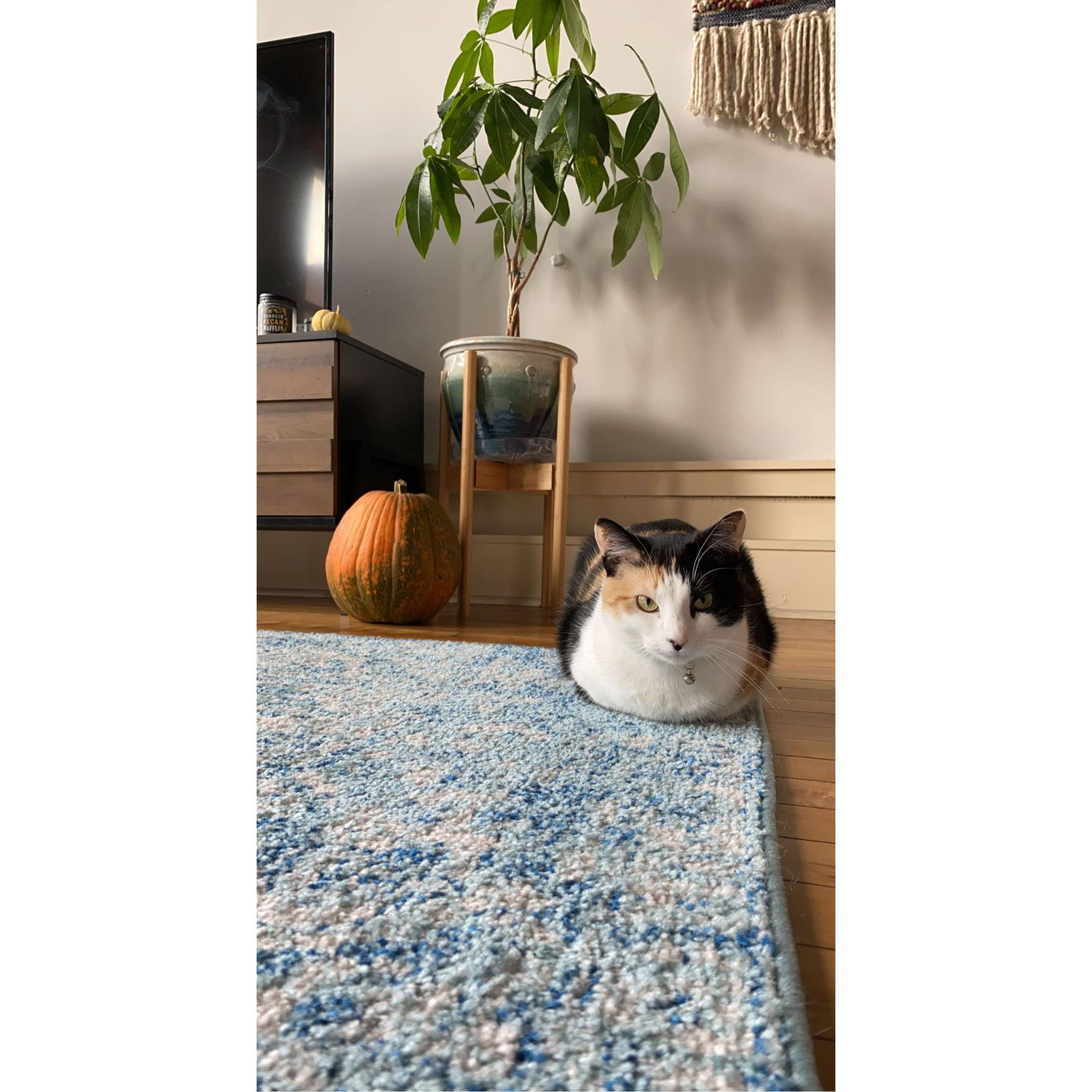Sadie loves to loaf