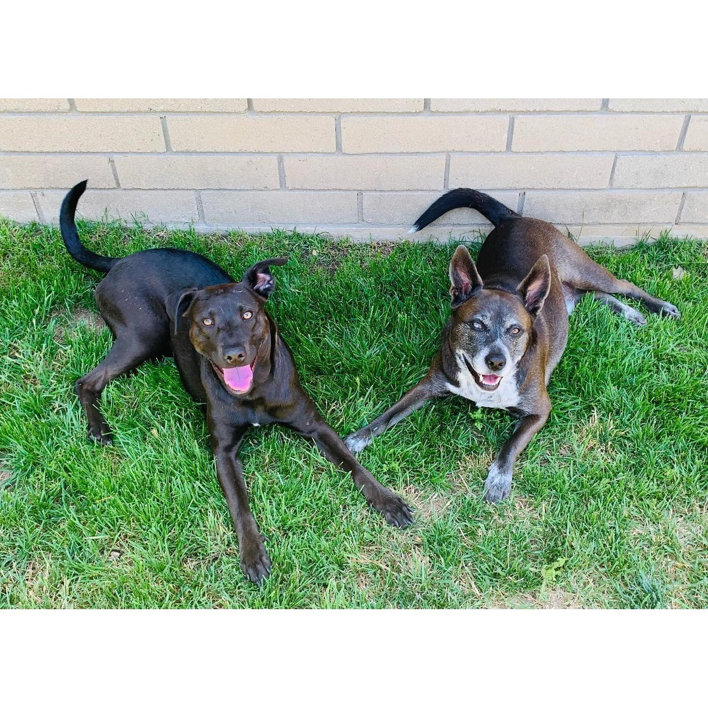 Bailey and Benny enjoying the grass grown by Max!