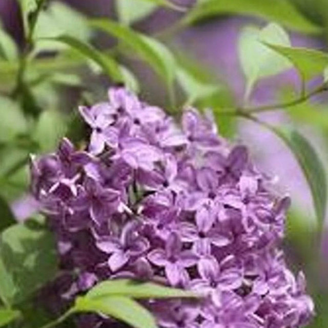 Common Lilac Shrub 12-18 inches tall in a 3 in. pot, fragrant flowers, flowering shrub, hardy plant, low maintenance plant, screens, hedges