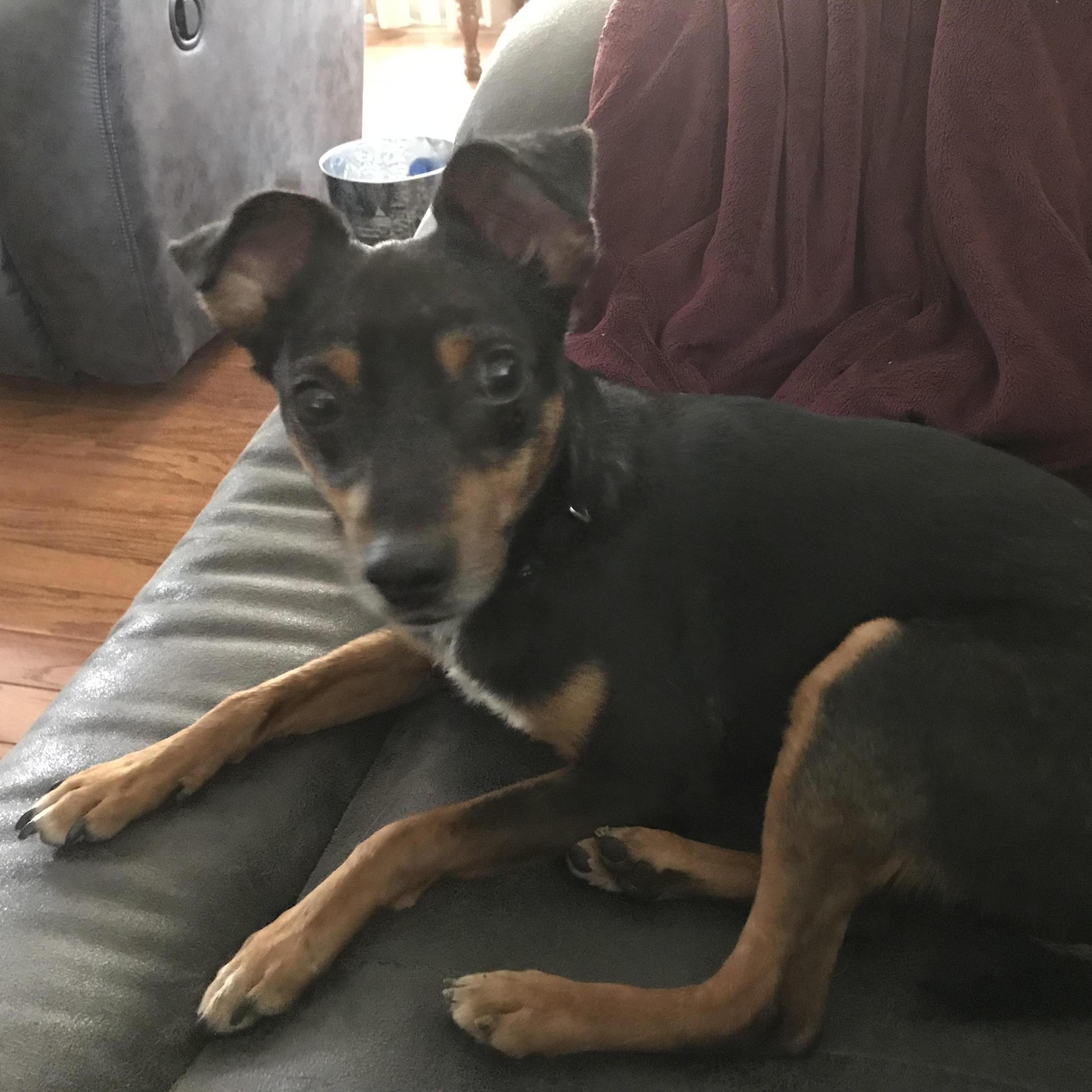 The first (not blurry) photo of our baby boy! Uchiki (Uchi) Bucklew joined the family in July of 2019.