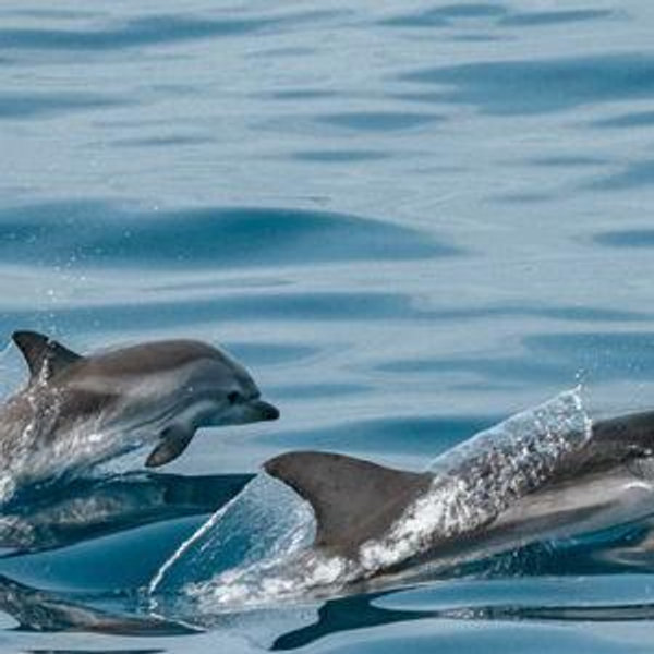 Dolphin Watching Cruise for 2