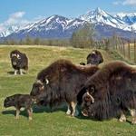 Musk Ox Farm