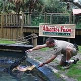 St. Augustine Alligator Farm Zoological Park