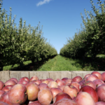 Wellwood Orchards Inc.