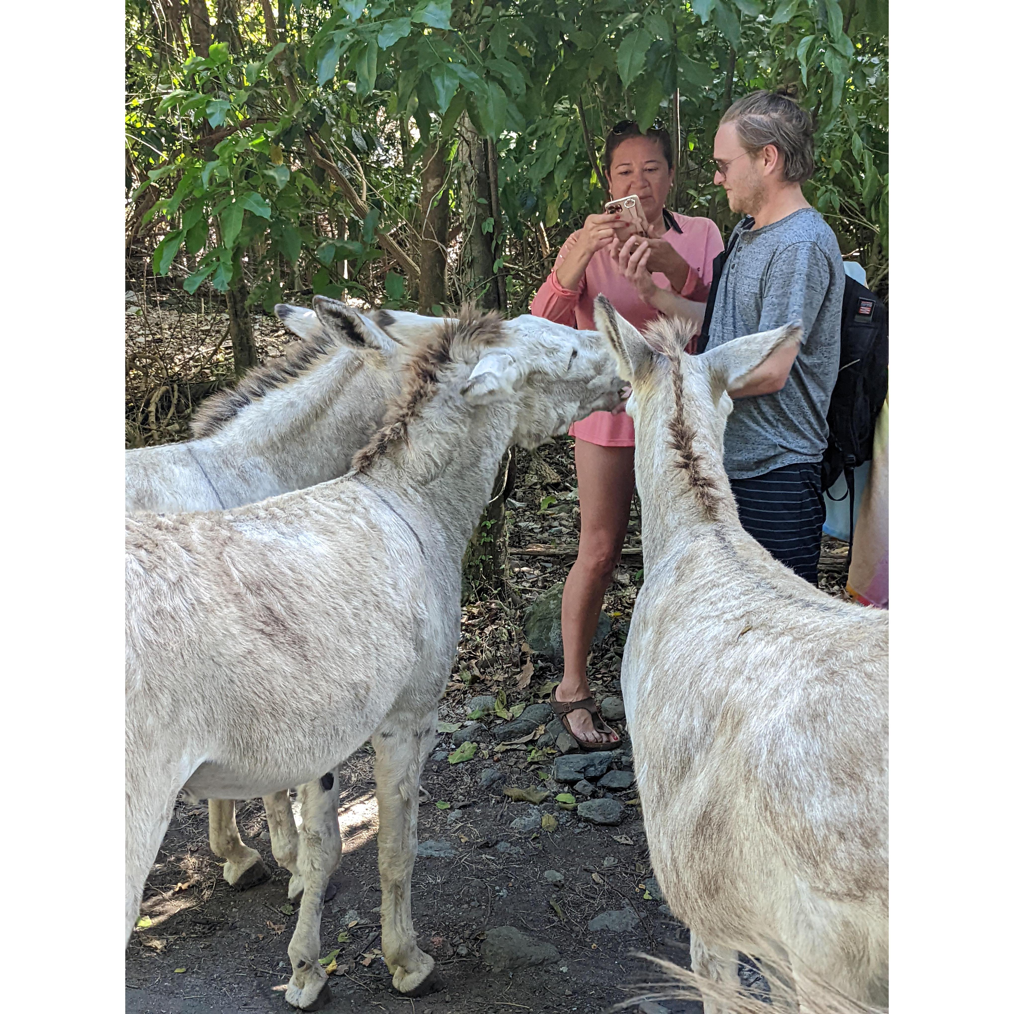 Wild donkeys!