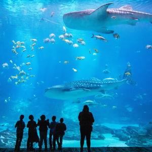 Tickets to Georgia Aquarium