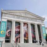 Shedd Aquarium