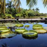 Naples Botanical Garden