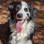 Chestnut Ridge Trail