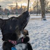 Chase some squirrels at Palmer Square Park
