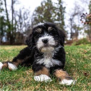 Our dog fund