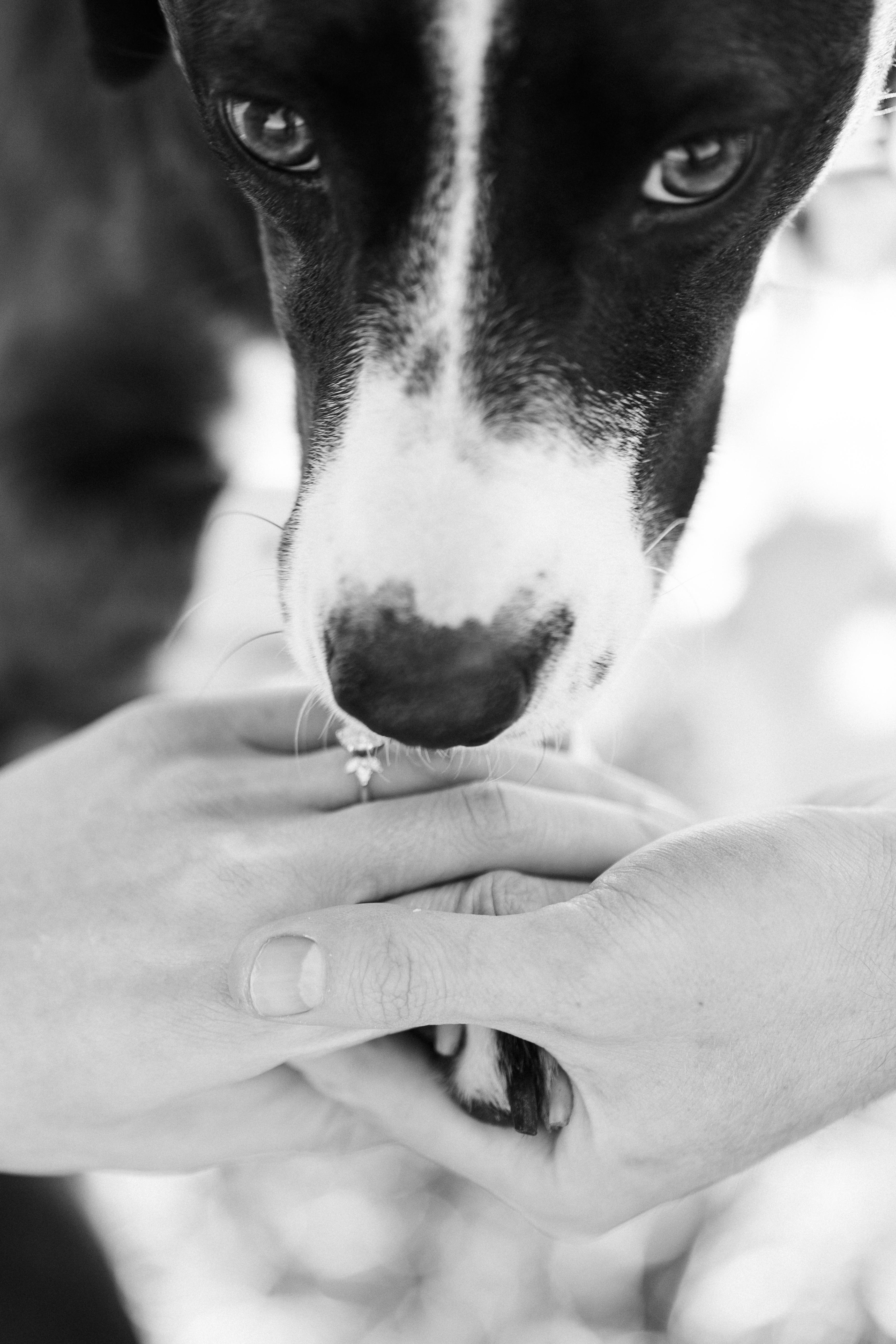 The Wedding Website of Jason Markowitz and Alexandra Kumor