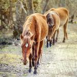 Wild Horse Adventure Tours