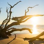 Driftwood Beach
