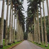 Aburi (Botanical) Gardens
