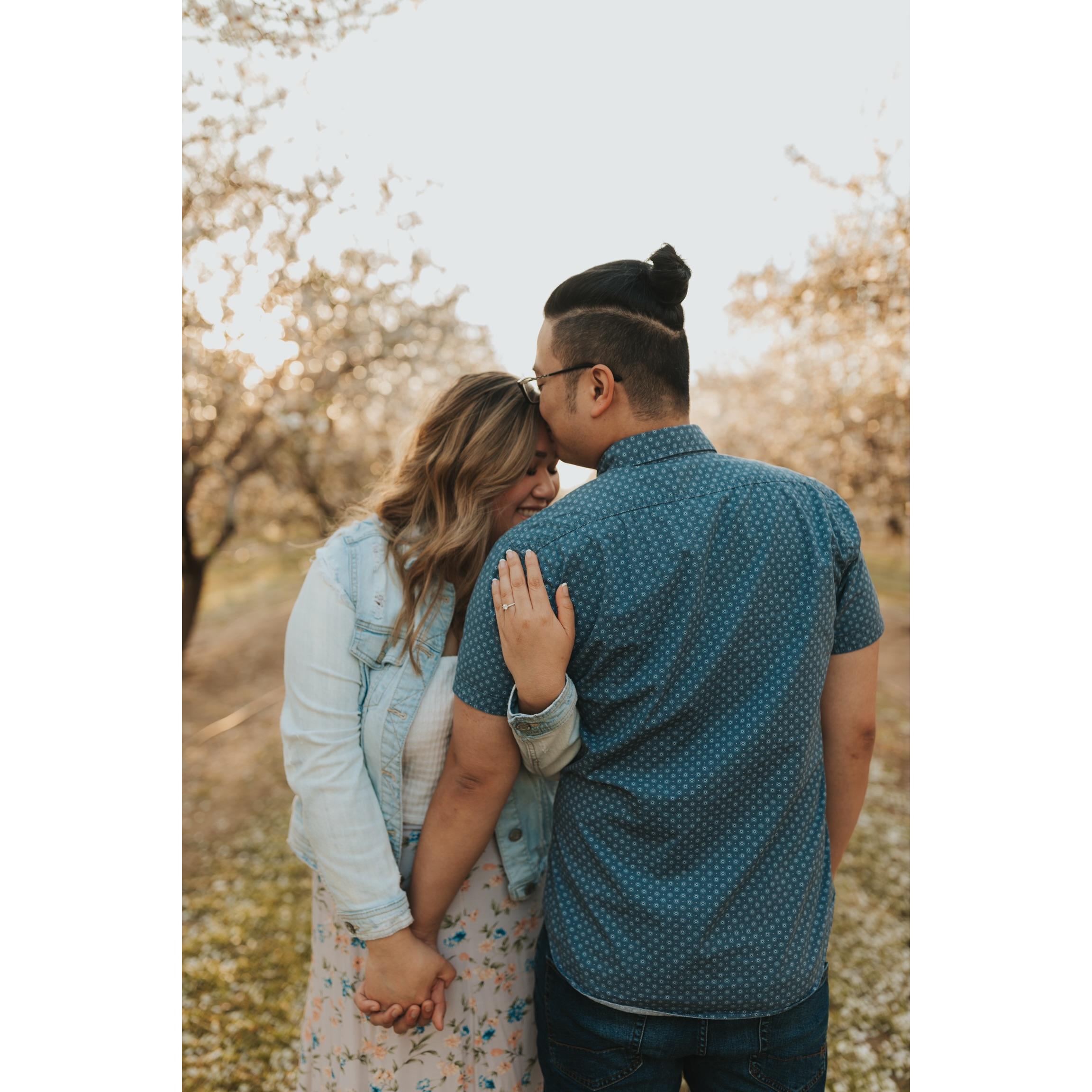 Almond Orchard — Modesto, CA