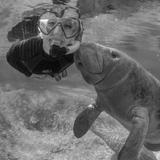 Swim with Manatees