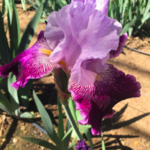 Horton Iris Garden