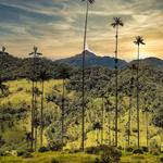 Valle del Cocora