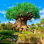 Disney's Animal Kingdom Theme Park