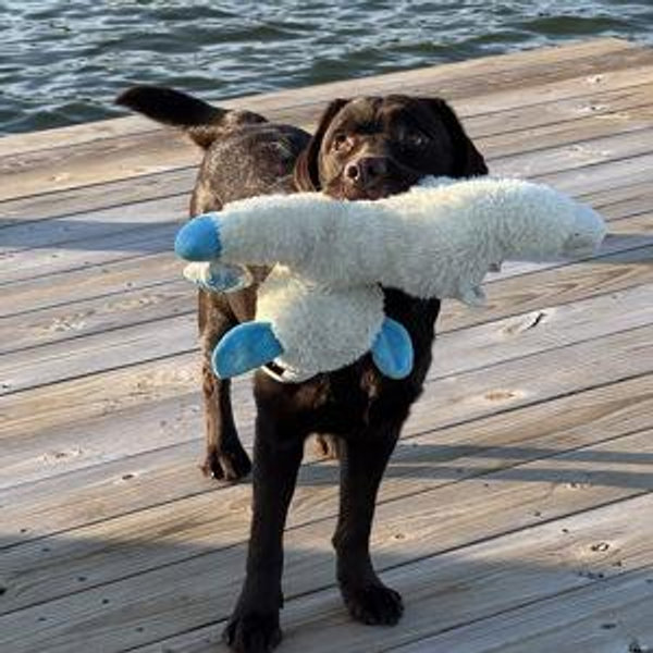 Orion's Treat Fund